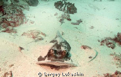 sting ray by Sergey Lukashin 
